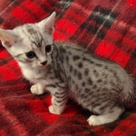 Mau silver male DOB 8-25-21