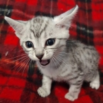 Mau silver male DOB 8-25-21