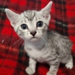 Mau silver male DOB 8-25-21