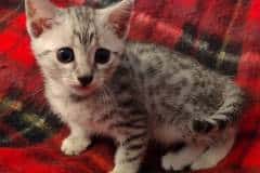 Egyptian Mau Silver Female DOB 8-25-21 #2