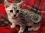 Egyptian Mau Silver Female DOB 8-25-21 #2