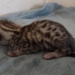 Mau silver female DOB 8-25-21