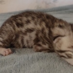 Mau silver female DOB 8-25-21