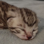 Mau silver female DOB 8-25-21