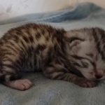 Mau silver female DOB 8-25-21