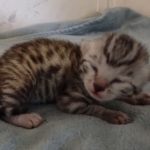 Mau silver female DOB 8-25-21