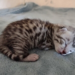 Mau silver female DOB 8-25-21