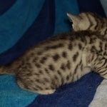 Mau silver female DOB 8-25-21