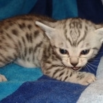 Mau silver female DOB 8-25-21