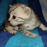 Mau silver female DOB 8-25-21