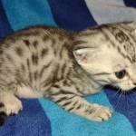 Mau silver female DOB 8-25-21