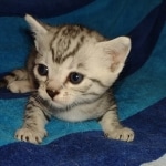 Mau silver female DOB 8-25-21