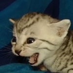 Mau silver female DOB 8-25-21