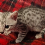 Mau silver female DOB 8-25-21