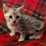 Mau silver female DOB 8-25-21