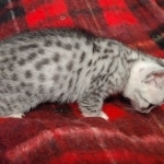 Mau silver female DOB 8-25-21