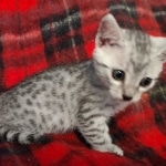 Mau silver female DOB 8-25-21