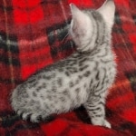 Mau silver female DOB 8-25-21