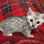 Mau silver female DOB 8-25-21