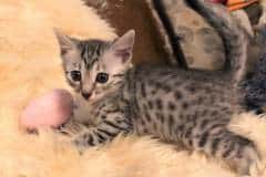 Sneferu, Egyptian Mau, Silver, Male, DOB 8-3-19