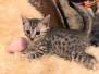 Sneferu, Egyptian Mau, Silver, Male, DOB 8-3-19