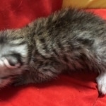 Mau, Silver, Male, DOB 8-3-19