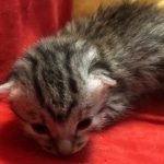 Mau, Silver, Male, DOB 8-3-19