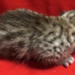 Mau, Silver, Male, DOB 8-3-19