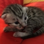 Mau, Silver, Male, DOB 8-3-19