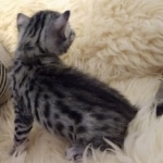 Mau, Silver, Male, DOB 8-3-19