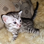 Mau, Silver, Male, DOB 8-3-19