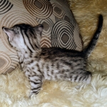 Mau, Silver, Male, DOB 8-3-19