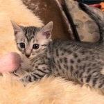 Mau, Silver, Male, DOB 8-3-19