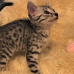 Mau, Silver, Male, DOB 8-3-19