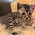 Mau, Silver, Male, DOB 8-3-19