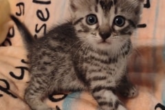 Egyptian Mau Kitten -  silver male DOB 9-11-24