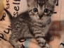 Egyptian Mau Kitten -  silver male DOB 9-11-24