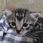 Silver-Male-Mau