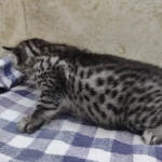 Silver-Male-Mau