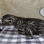 Silver-Male-Mau