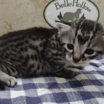 Silver-Male-Mau