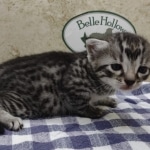 Silver-Male-Mau