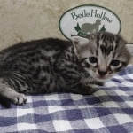 Silver-Male-Mau