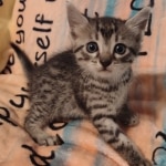 Silver-Mau-kitten-Male-a