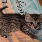 Silver-Mau-kitten-Male-b