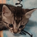 Silver-Mau-kitten-Male-c