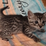 Silver-Mau-kitten-Male