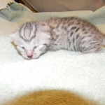 Egyptian Mau, Silver Male DOB 9-27-15
