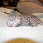 Egyptian Mau, Silver Male DOB 9-27-15