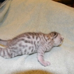 Egyptian Mau, Silver Male DOB 9-27-15